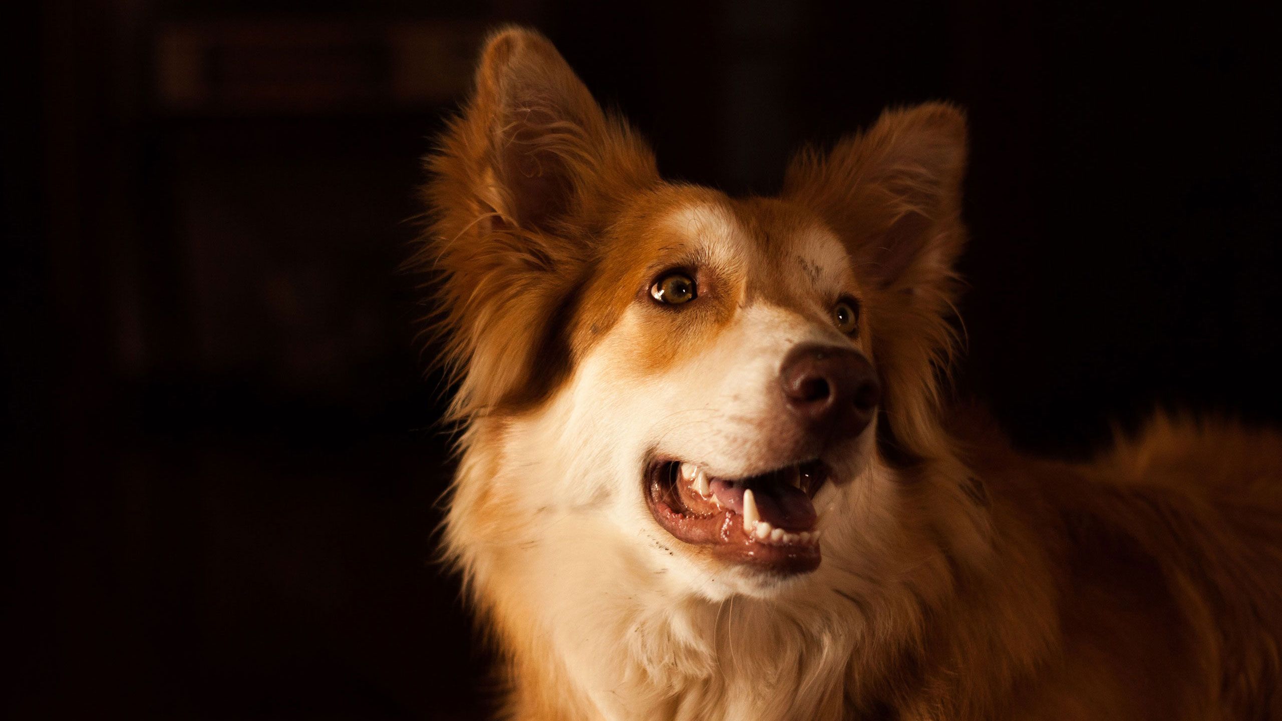 Active dogs dogs can benefit from a massage.