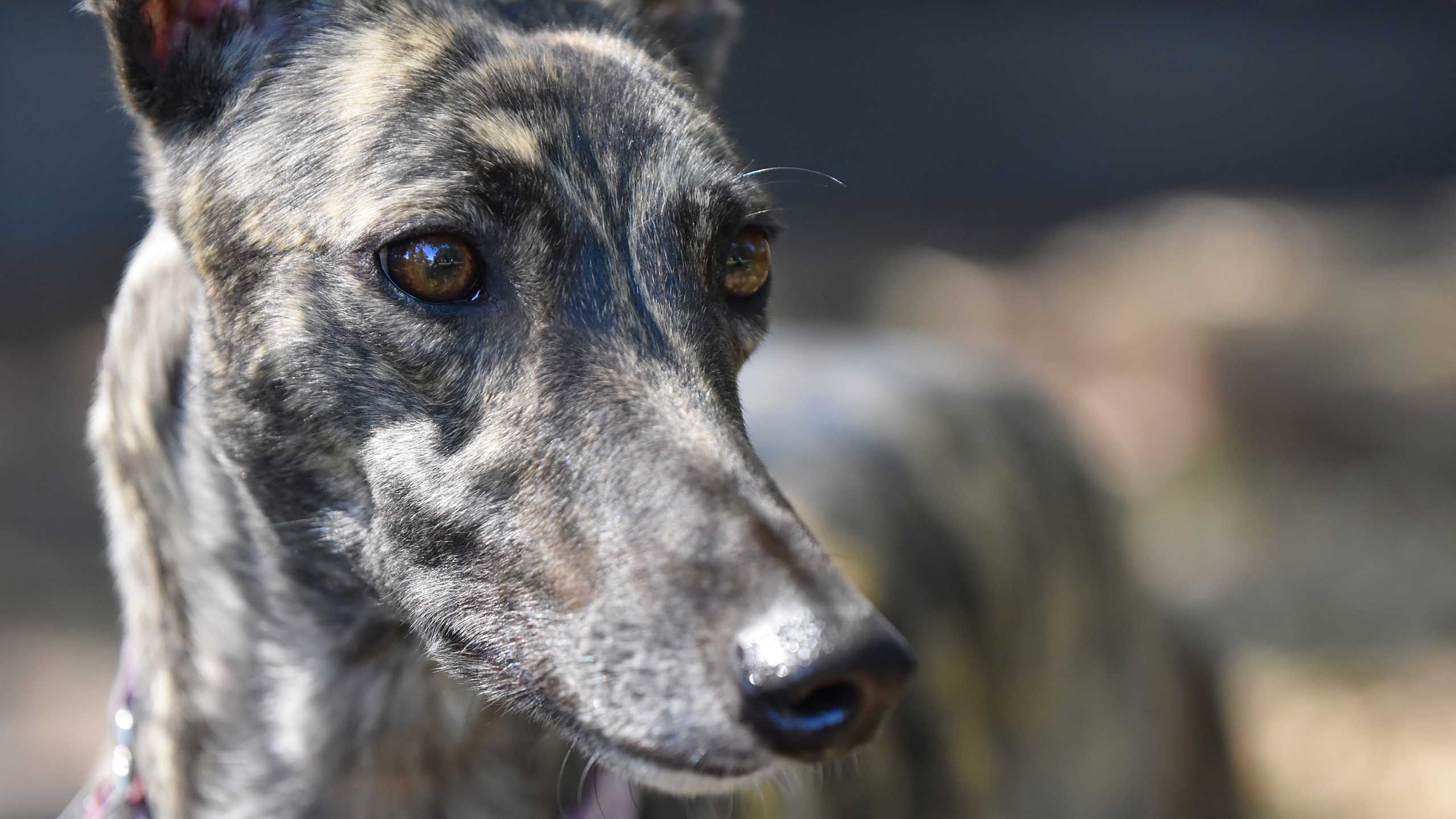 Rescued greyhounds can benefit from a massage.