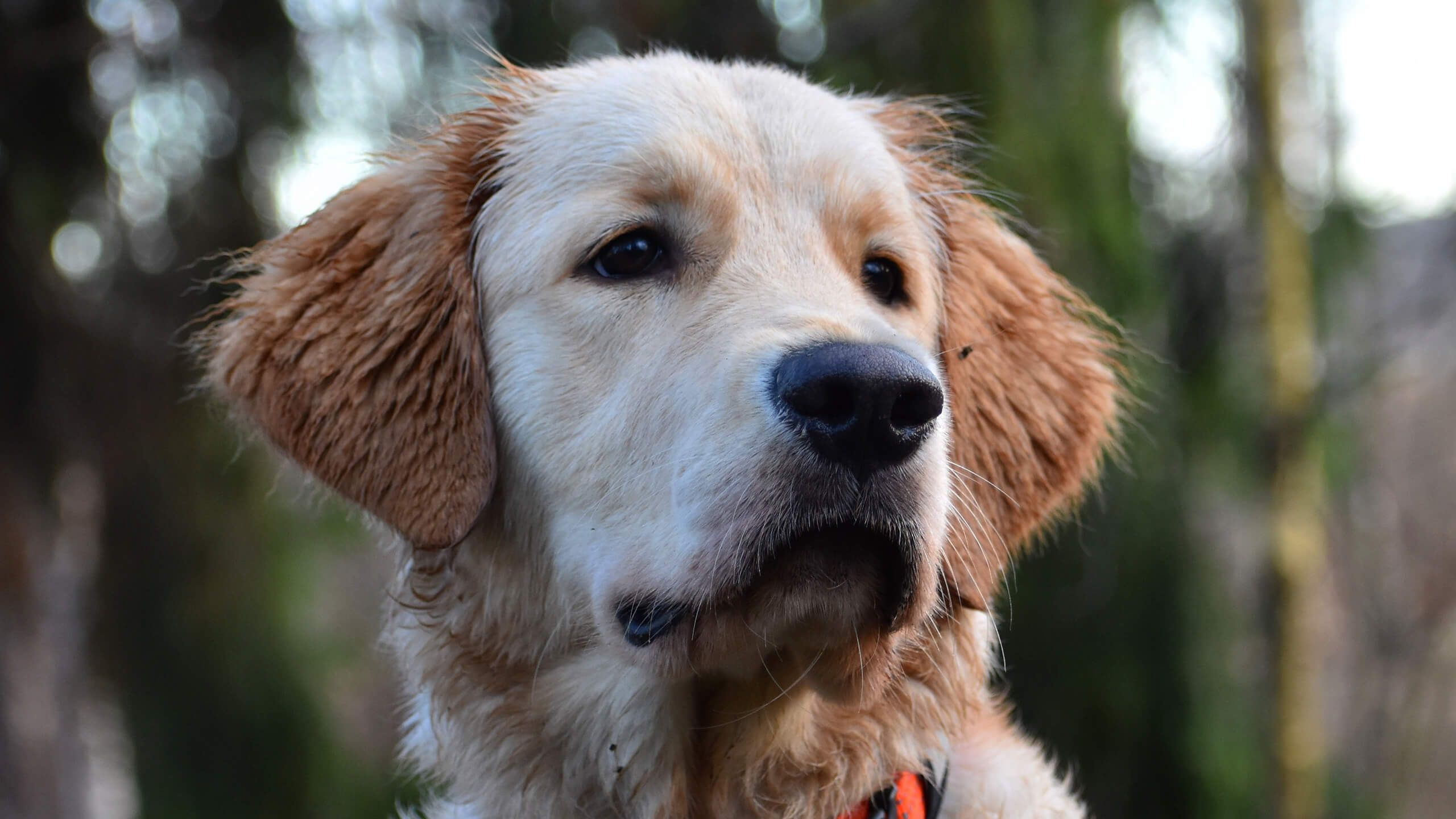 Elderly dogs can benefit from a massage.